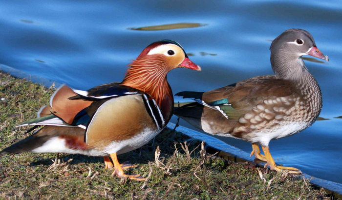 What is Mandarin Duck Characteristics, Colors, Habitat, Life And More