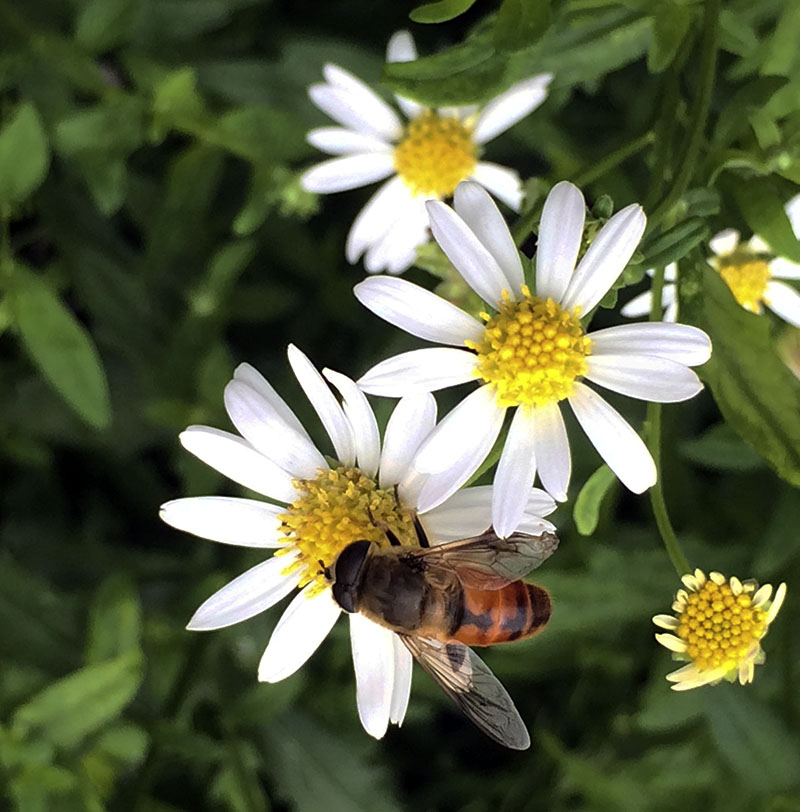 Kalimeris integrifolia Daisy Mae Harford County Maryland Plant Nursery