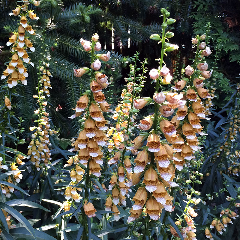 Digitalis laevigata Harford County Maryland Plant Nursery
