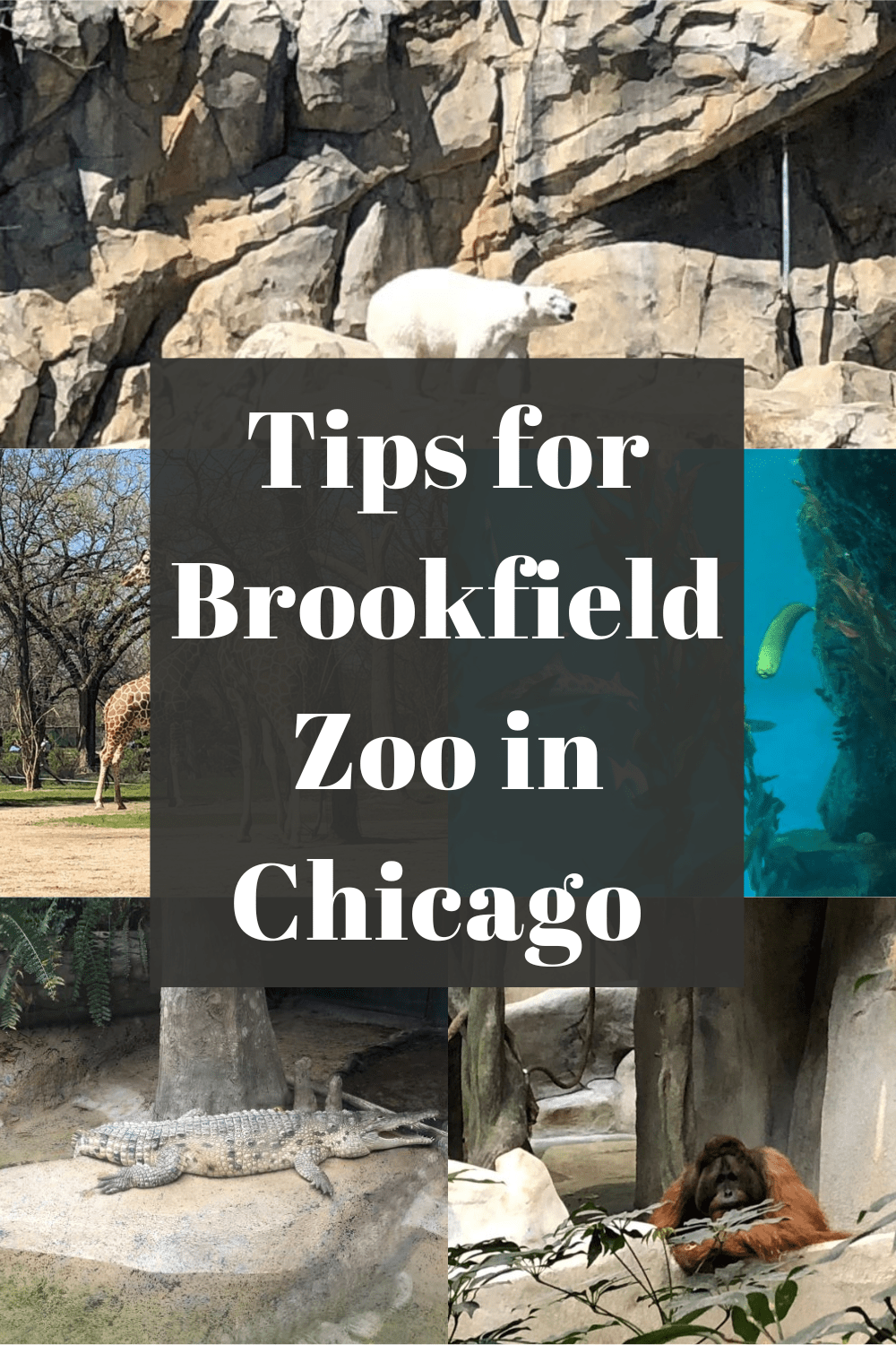 Brookfield Zoo Tips Visit on a Nice Day Put on Your Party Pants