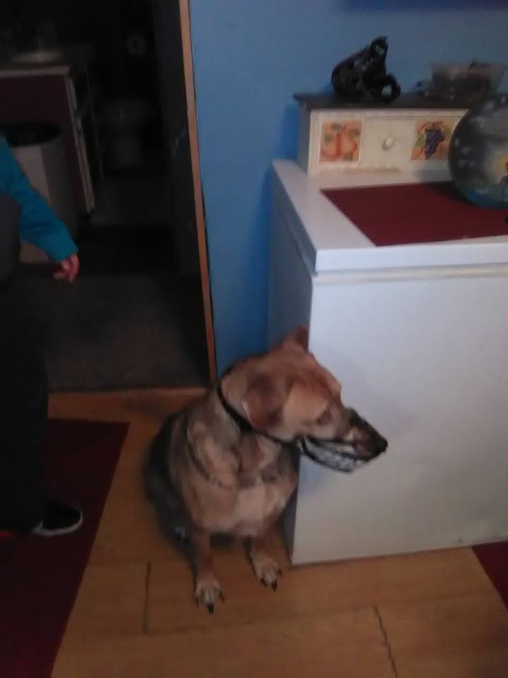 SpookyPup Hilarious Halloween Dog Costume Muzzle with Large Teeth