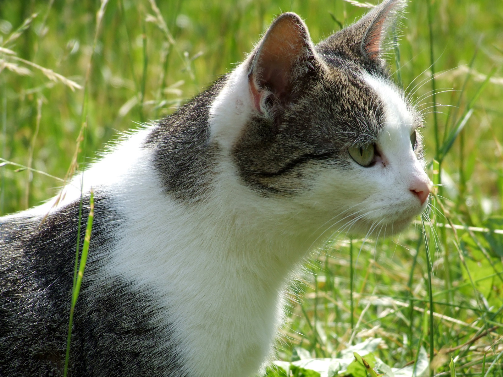 Der Clan der Hölle 2 Kapitel 1 von Kristallpfote Warrior Cats