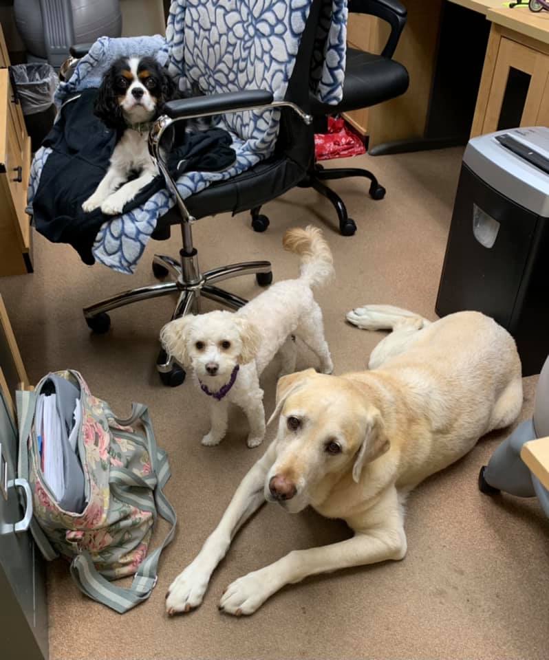 Puyallup Valley Veterinary Clinic Patient Gallery