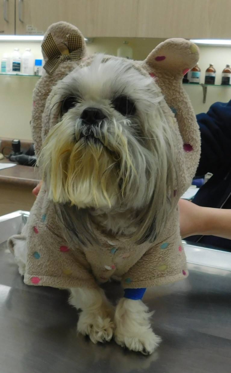 Puyallup Valley Veterinary Clinic Patient Gallery