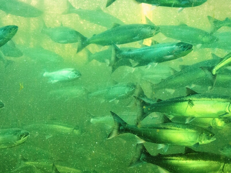 Salmon PuyallupWhite River Local Integrating Organization