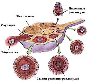 Ли измениться цикл. Нерегулярный менструальный цикл