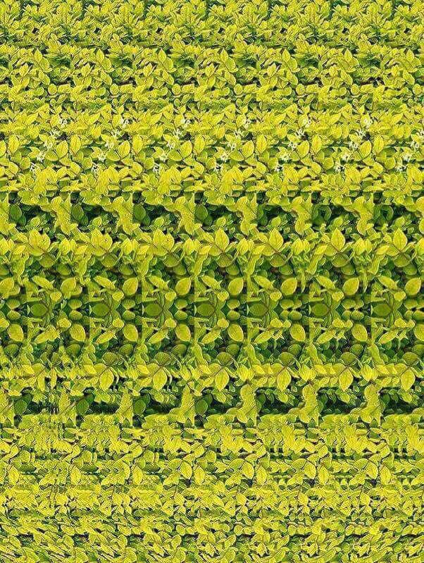 What Can you see in this image ?