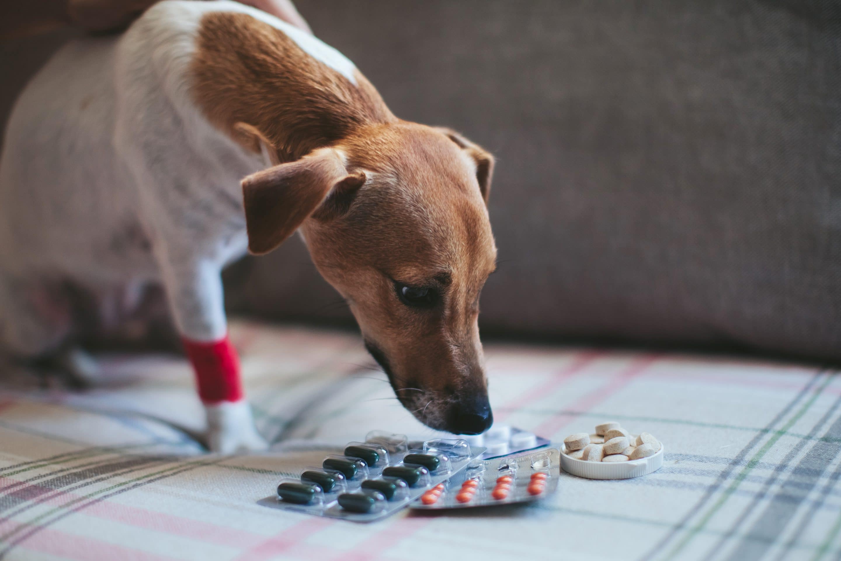 Can Paracetamol Be Given To Dogs