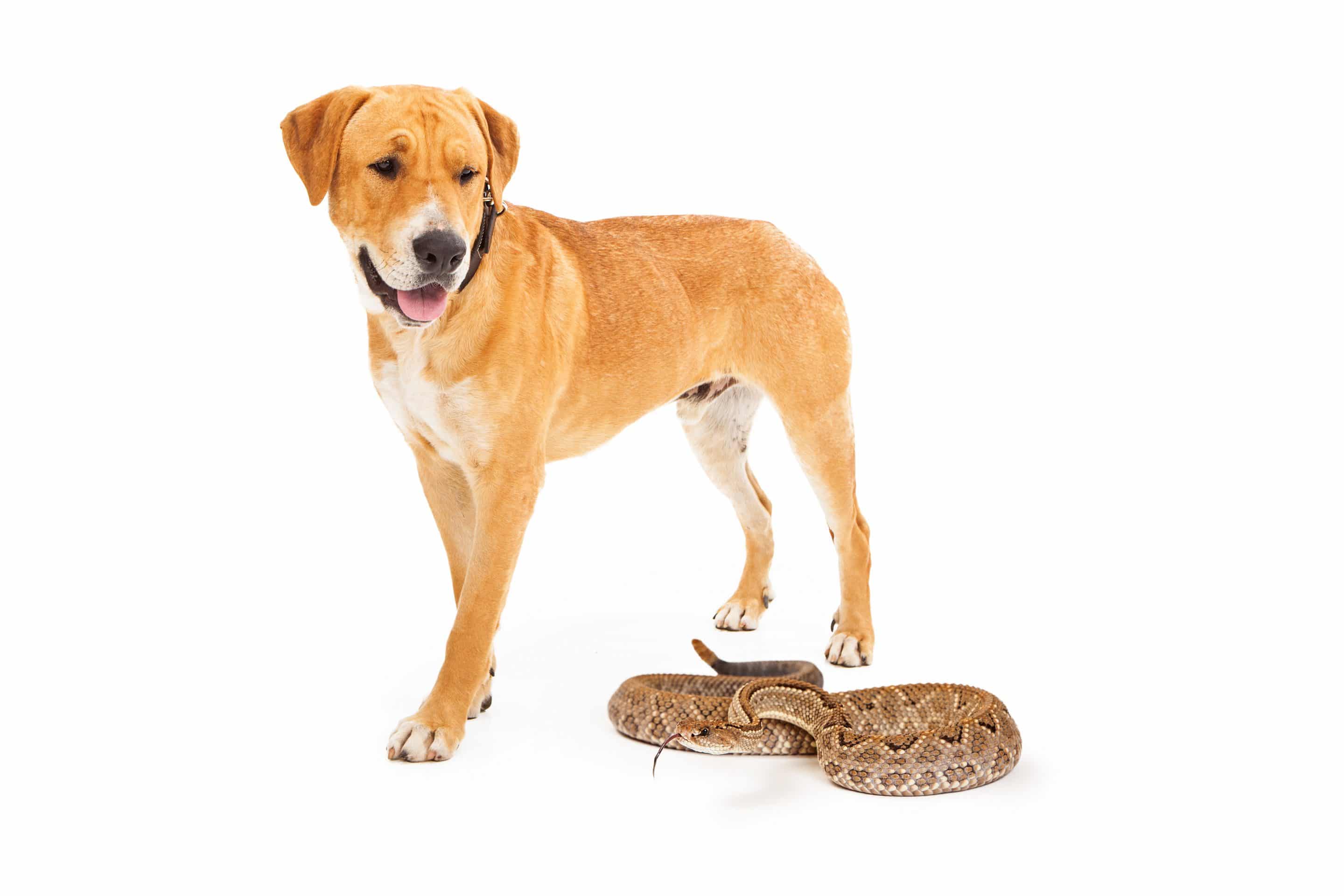 4 Tips to Keep Your Pet Safe From Snake Bites Perth Vet Emergency
