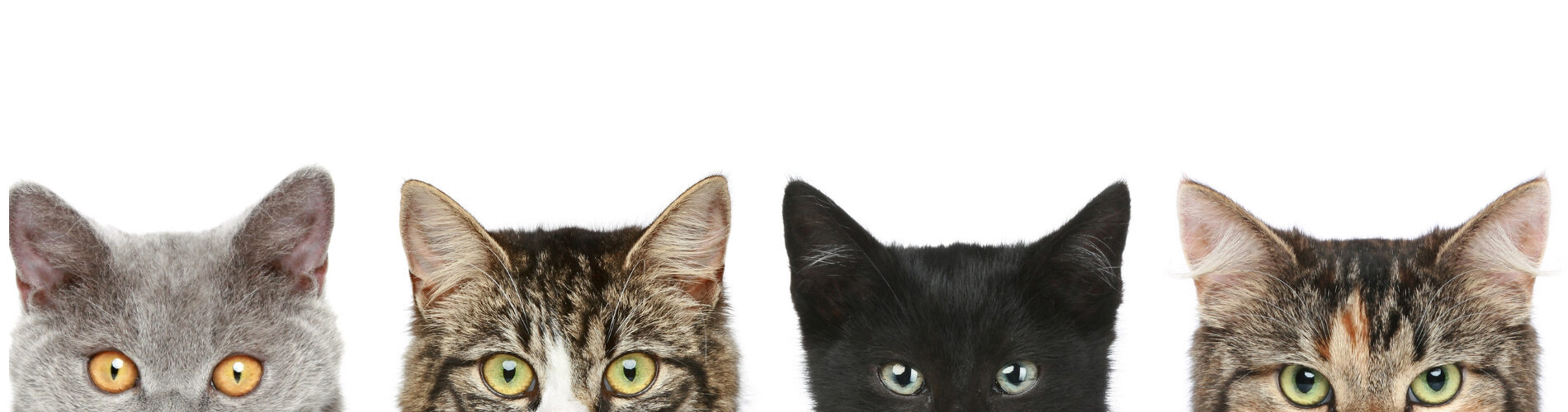 Adoption Form Cats Pembina Valley Humane Society