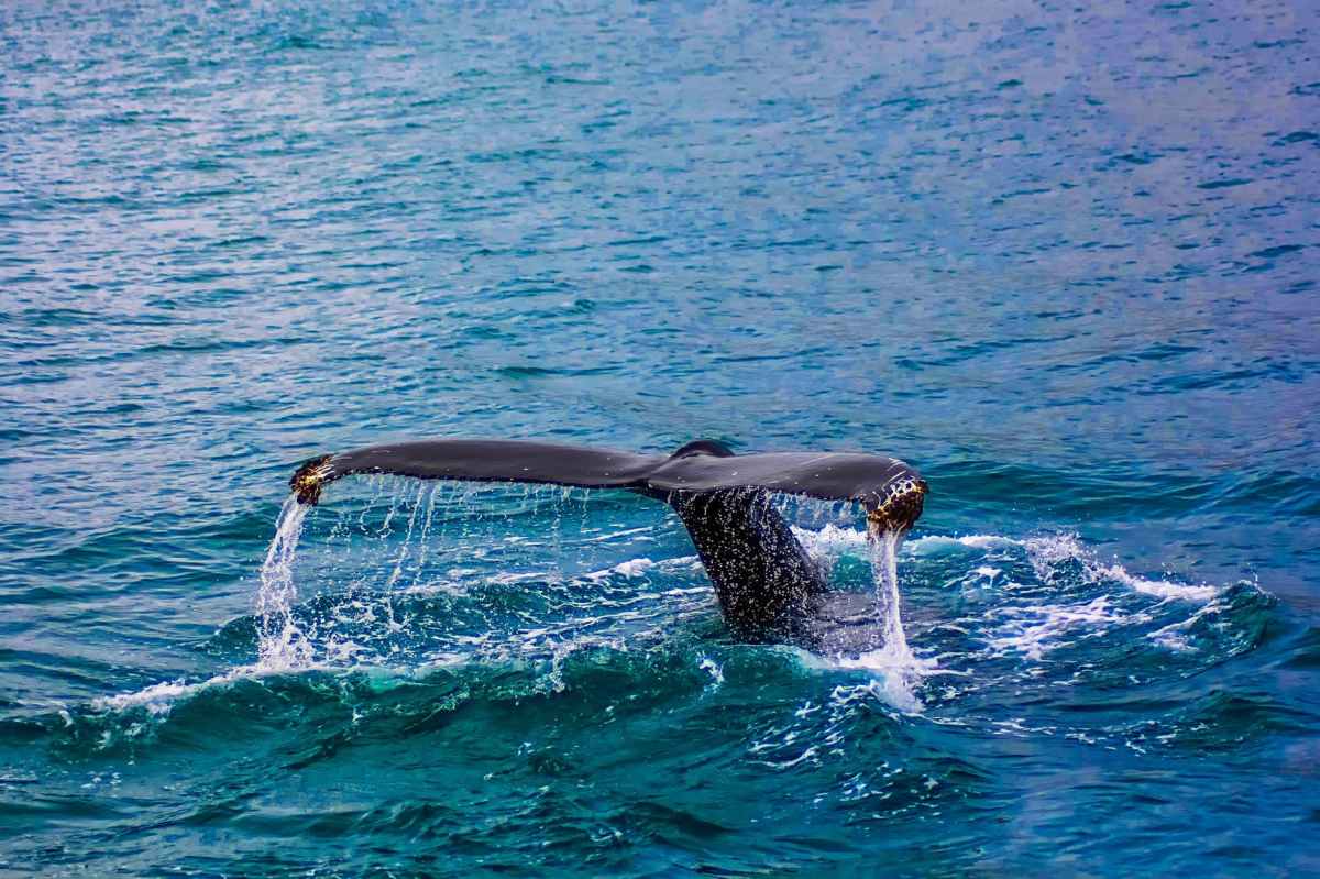 Whale of a Day, Sat., April 13 Palos VerdesSouth Bay Sierra Club