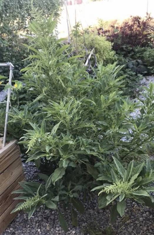 IN SEASON In Season answers Pahrump readers’ summer garden questions