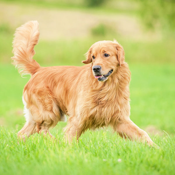 BEST PET SITTING IN DUBAI PW Pets