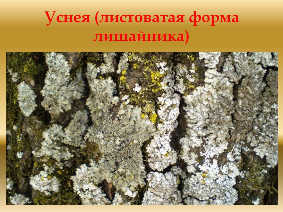 Лишайники (7 класс) Презентации по биологии