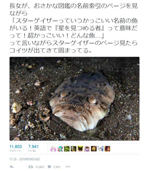 「スターゲイザーっていうかっこいい名前の魚がいる！」 お魚図鑑の写真に衝撃 『Twitter』で話題に ｜ ガジェット通信 GetNews