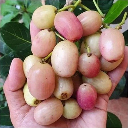Pyanabi White Jamun Fruit Plant PYANABI