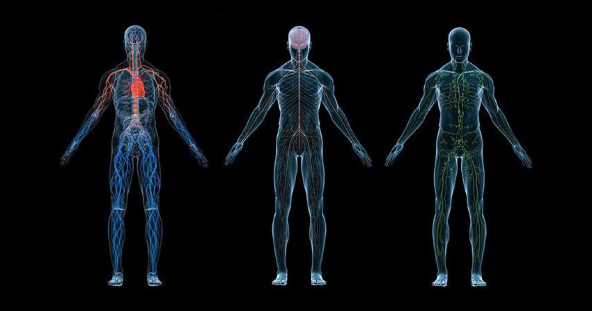 ¿Qué es la Fisiología? Historia y bases teóricas y prácticas