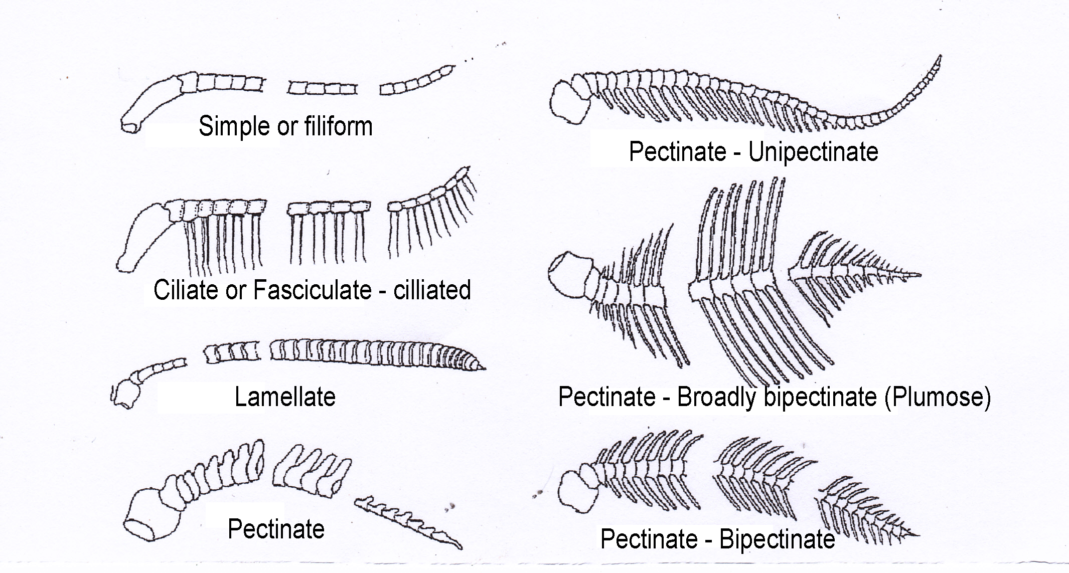 Head & Antennae Pyralids of Borneo (including the Thyridoidea)
