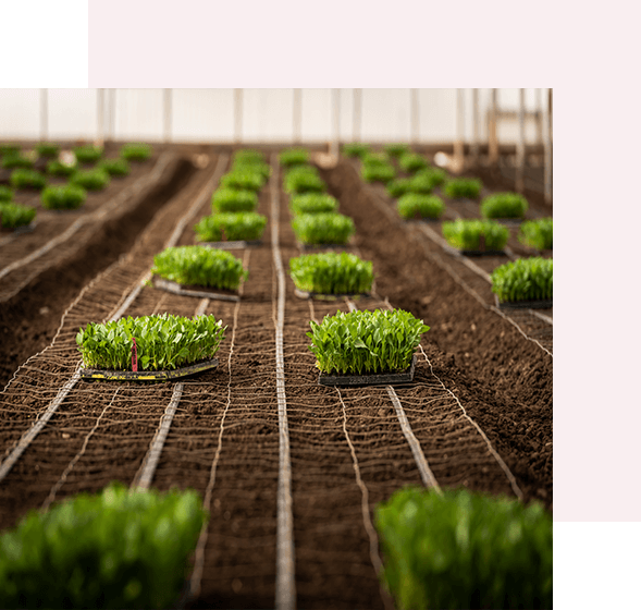 Wholesale Flowers Grower Seasonal Flowers Supplier in Oxnard, CA