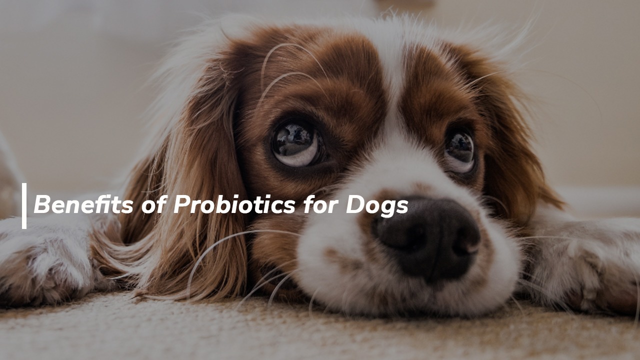 The Health Benefits of Probiotics for Dogs Pyravet