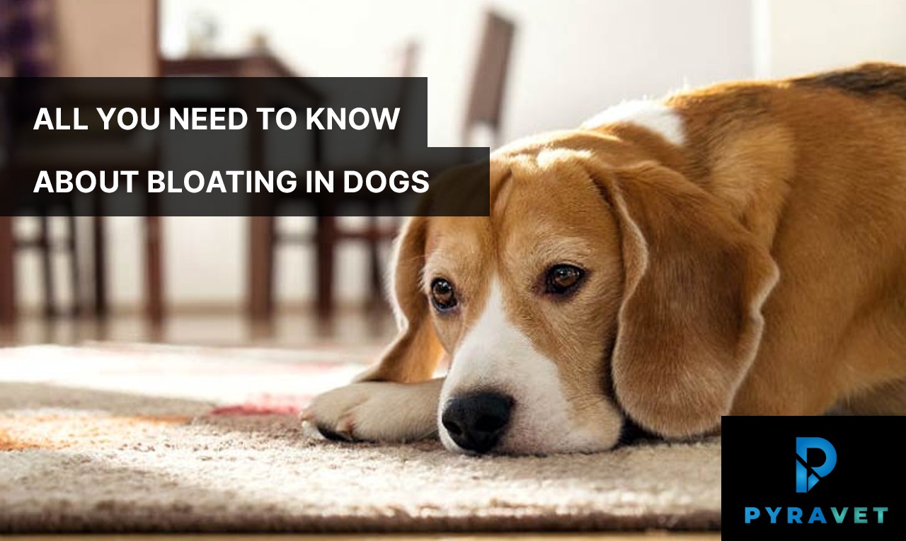 All That You Need to Know About Bloating in Dogs Pyravet