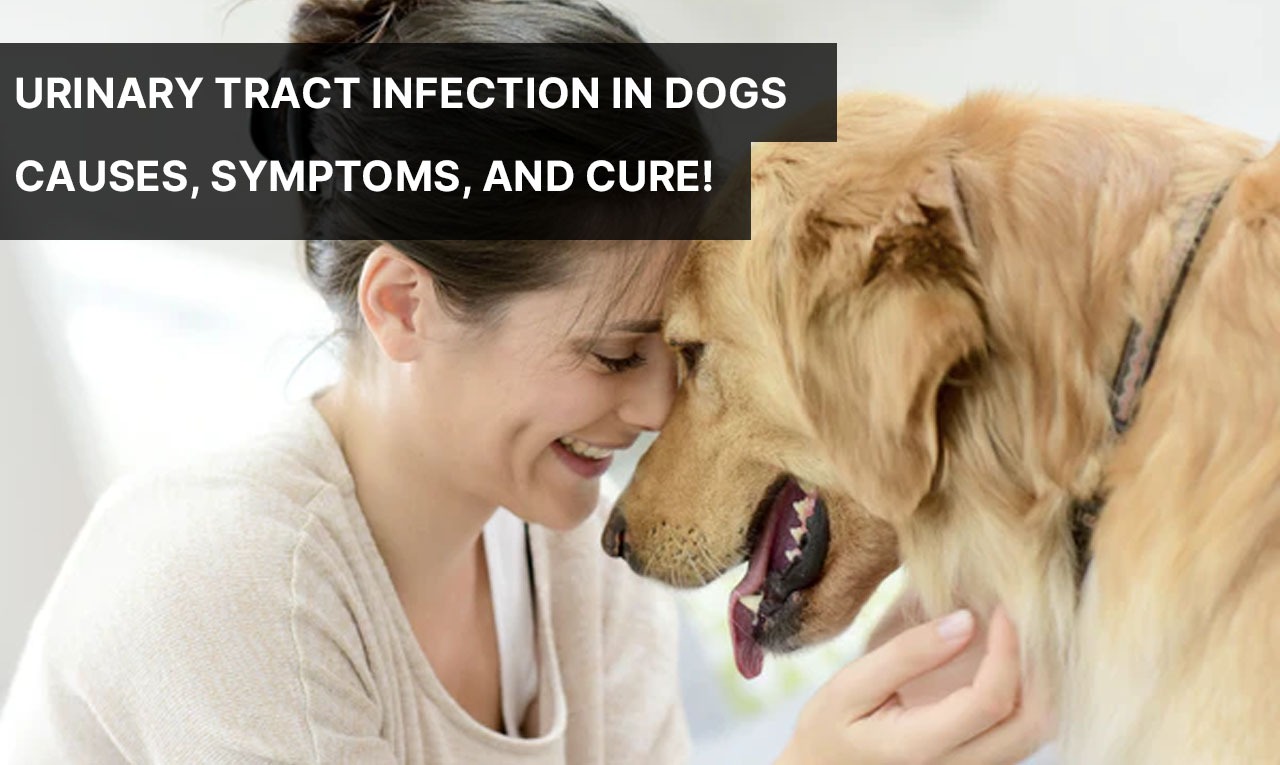 Urinary Tract Infection in Dogs UTI Symptoms and Treatments