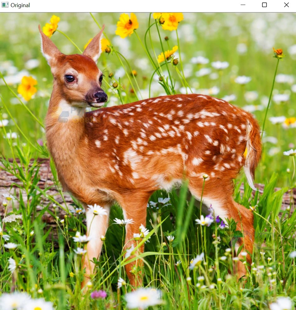 Histogram Equalization in OpenCV Python Geeks