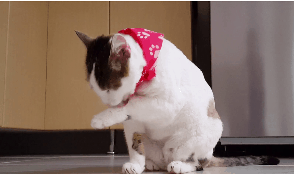 How To Read Video Frames In Python Python Guides