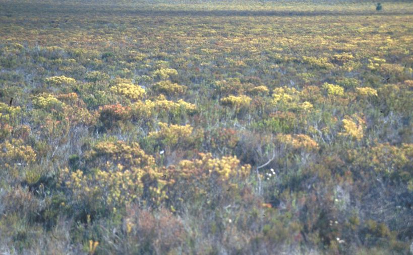 Fynbos Biome PlantZAfrica