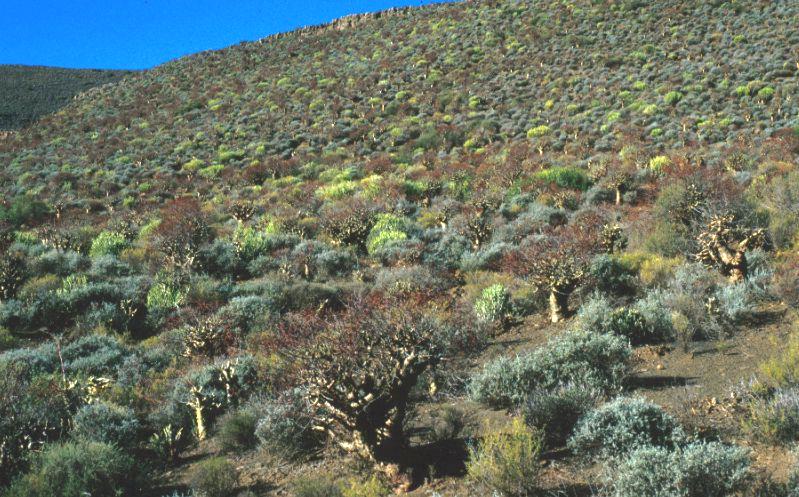 NEW 908 SUCCULENT KAROO PLANTS succulent plants