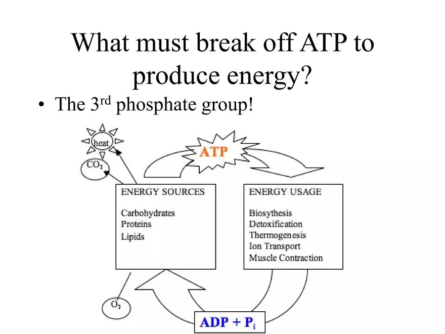 What is ATP and what does ATP stand for? WinstonSalem Forsyth County
