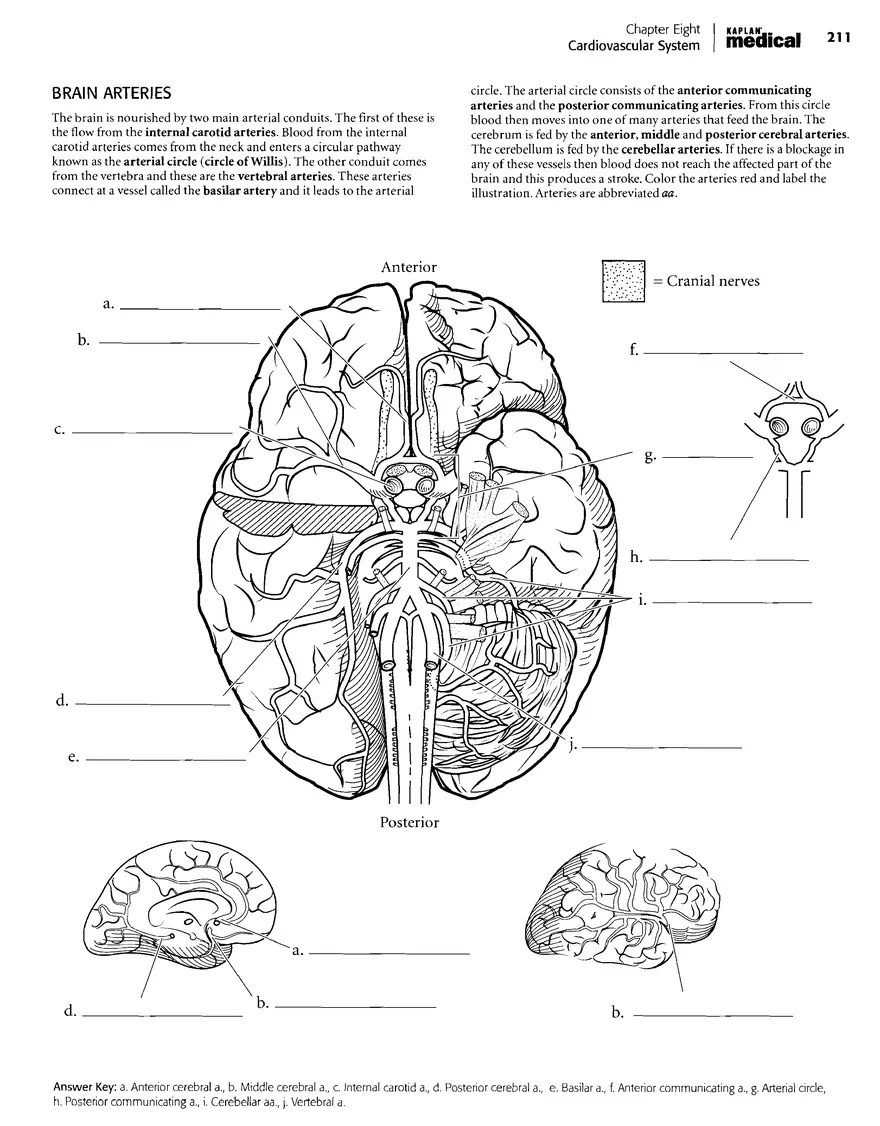 Kaplan Anatomy Coloring Book Edubirdie