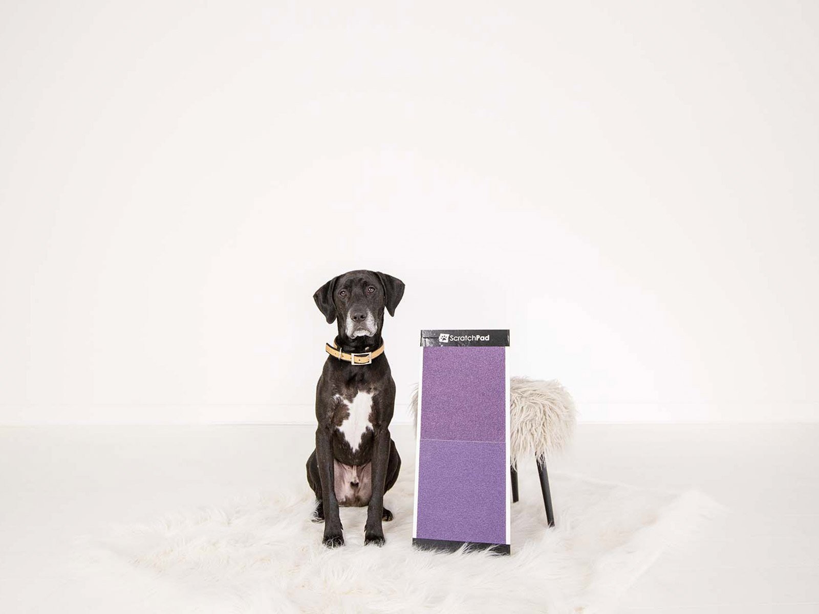 Jen Fleming CEO and Founder of ScratchPad for Dogs