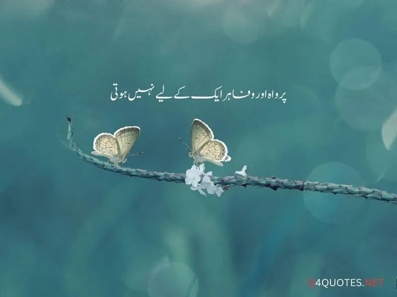 33+ LifeChanging One Line Quotes In Urdu Q4QUOTES