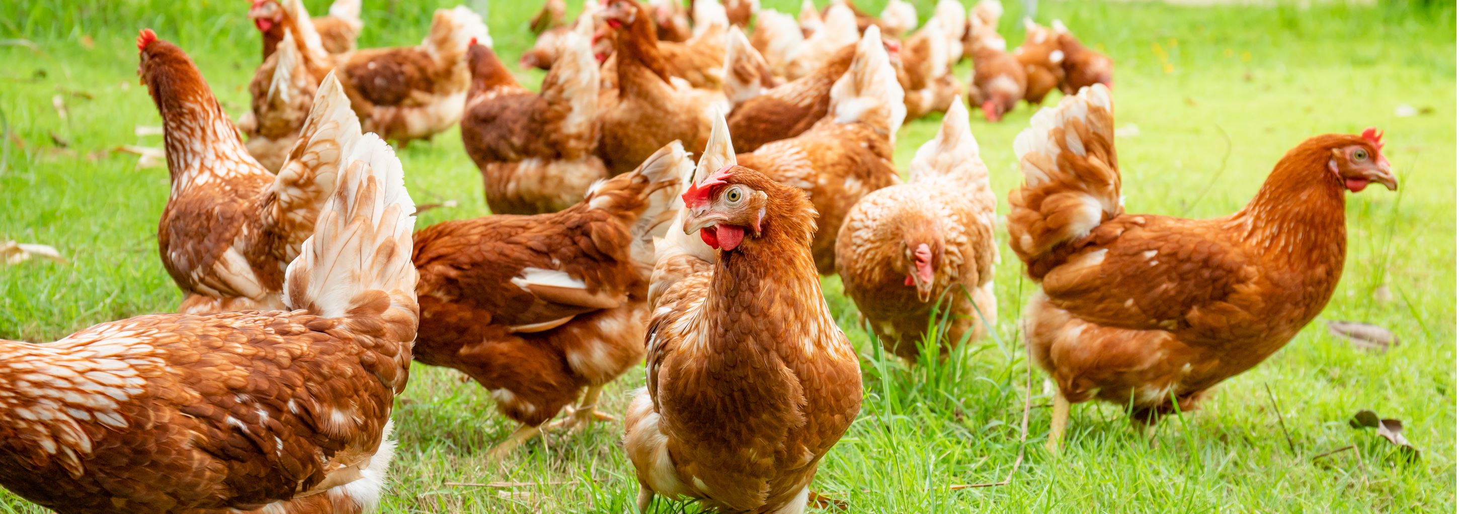 Keeping chickens at home Queensland Alliance for Agriculture and Food