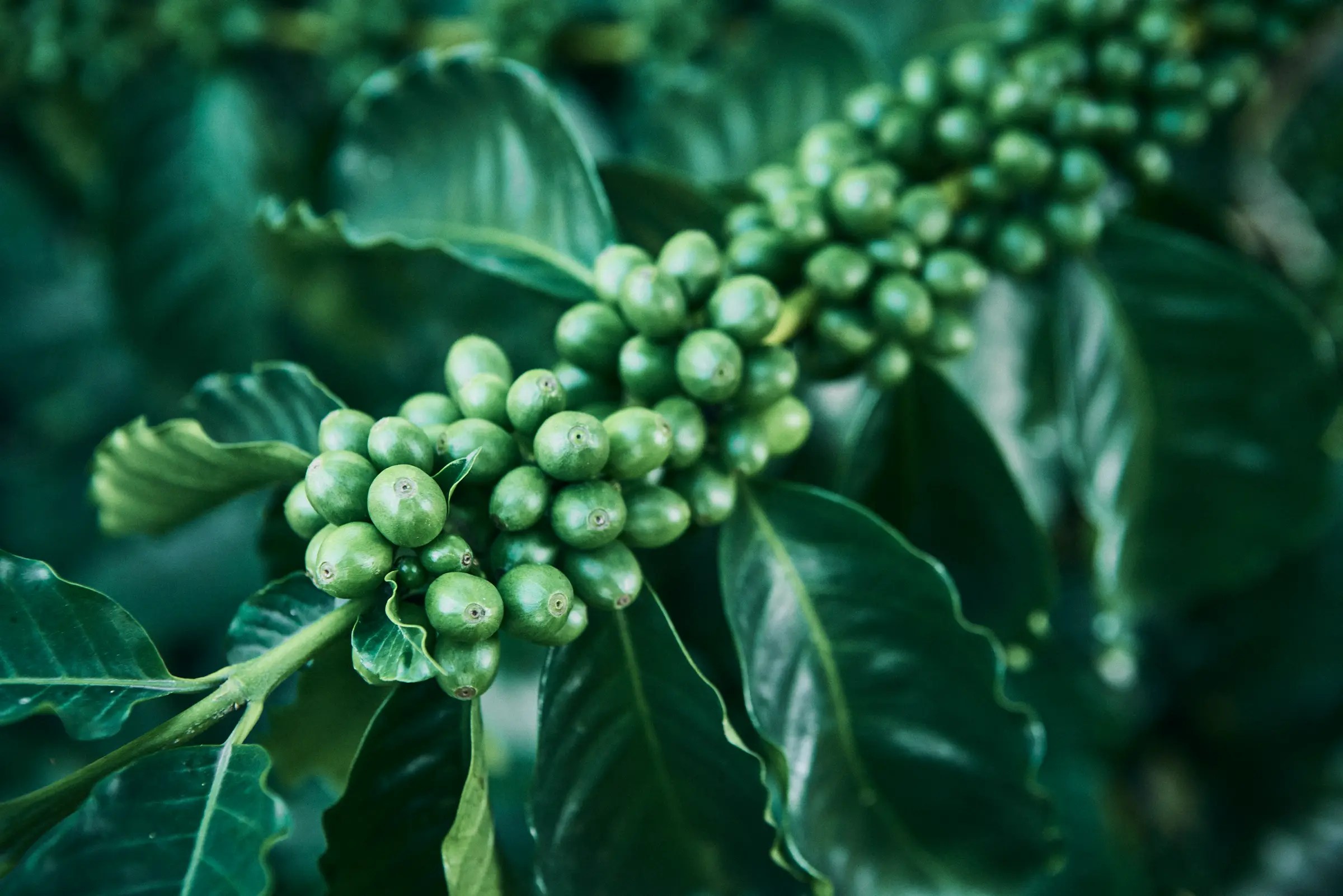 What we know about Innovea Global Coffee Breeding Network? Qahwa World