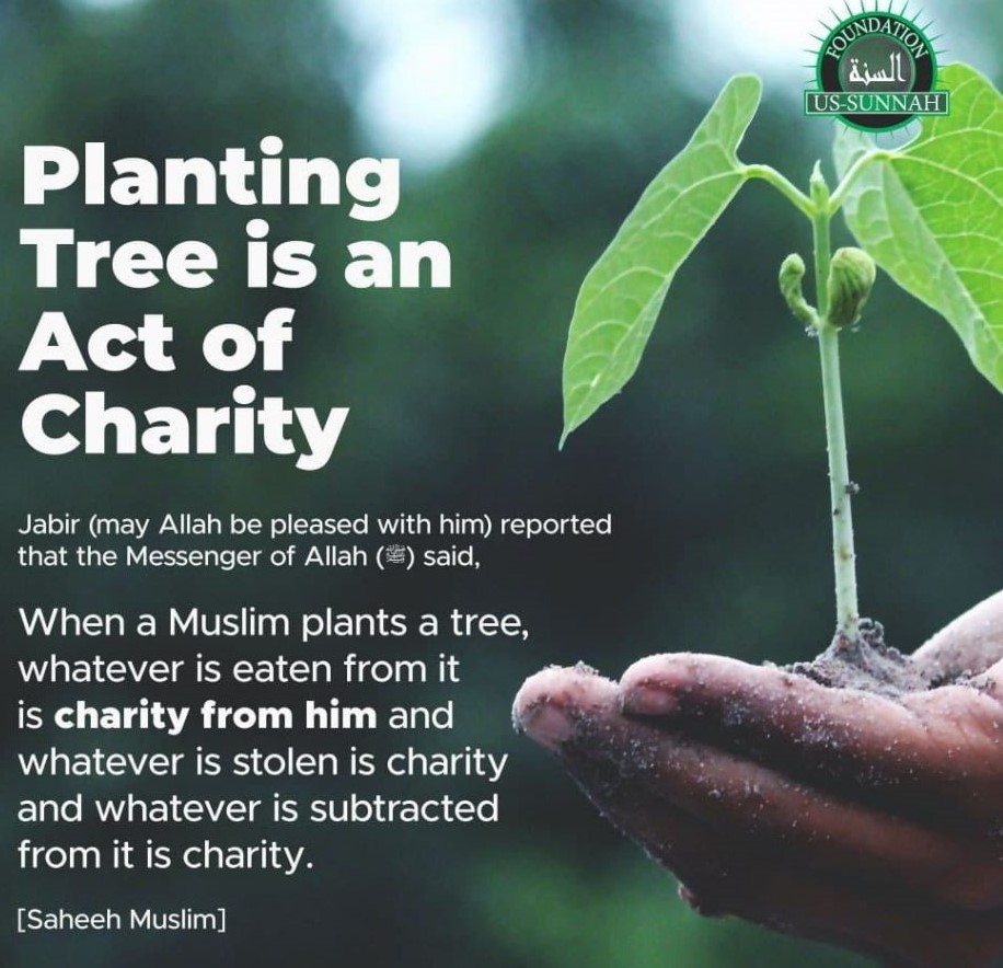 Planting a Tree in Islam Qamar Islam Khan