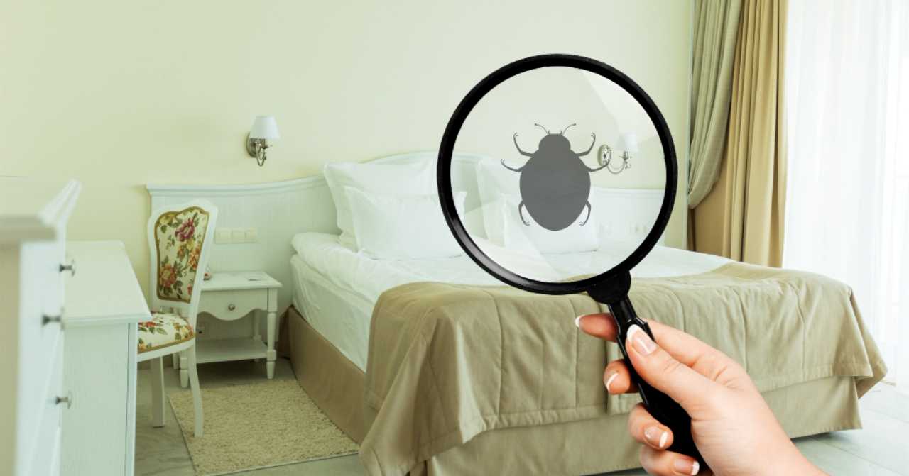 How to Get Rid of Bed Bugs in Qatar · Qatar OFW