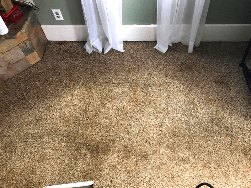 Carpet Cleaning Service Michigan City & La Porte QCC