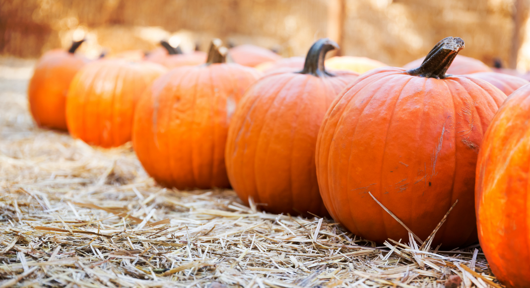 Fall Farms & Pumpkin Patches In & Around the Quad Cities