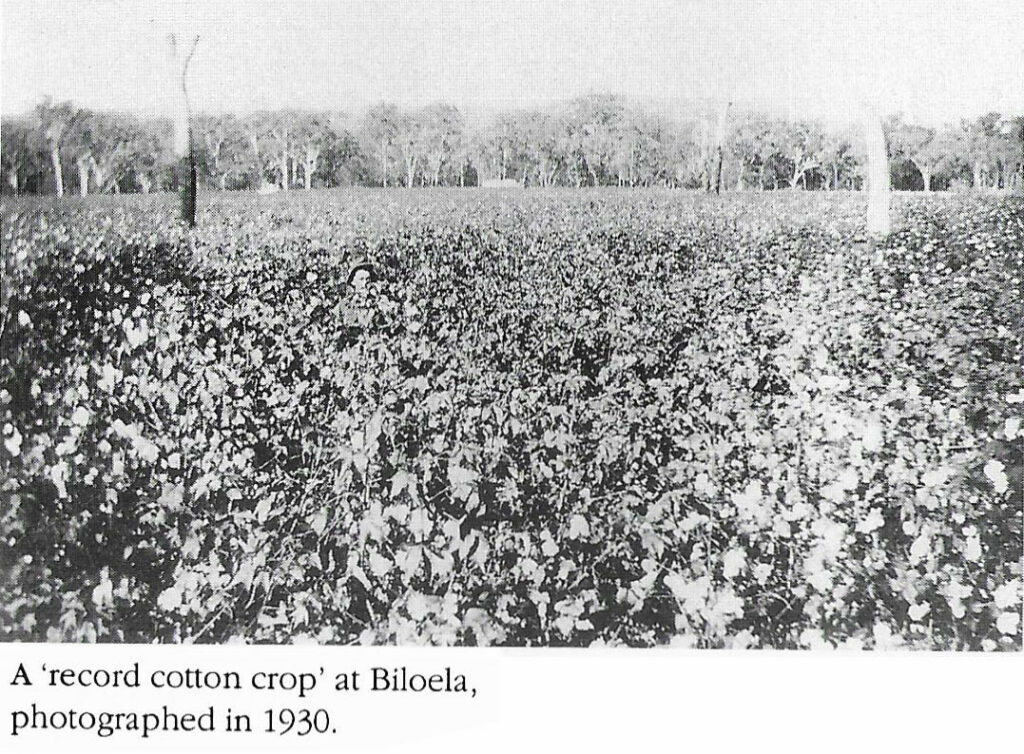 100 years Queensland Cotton