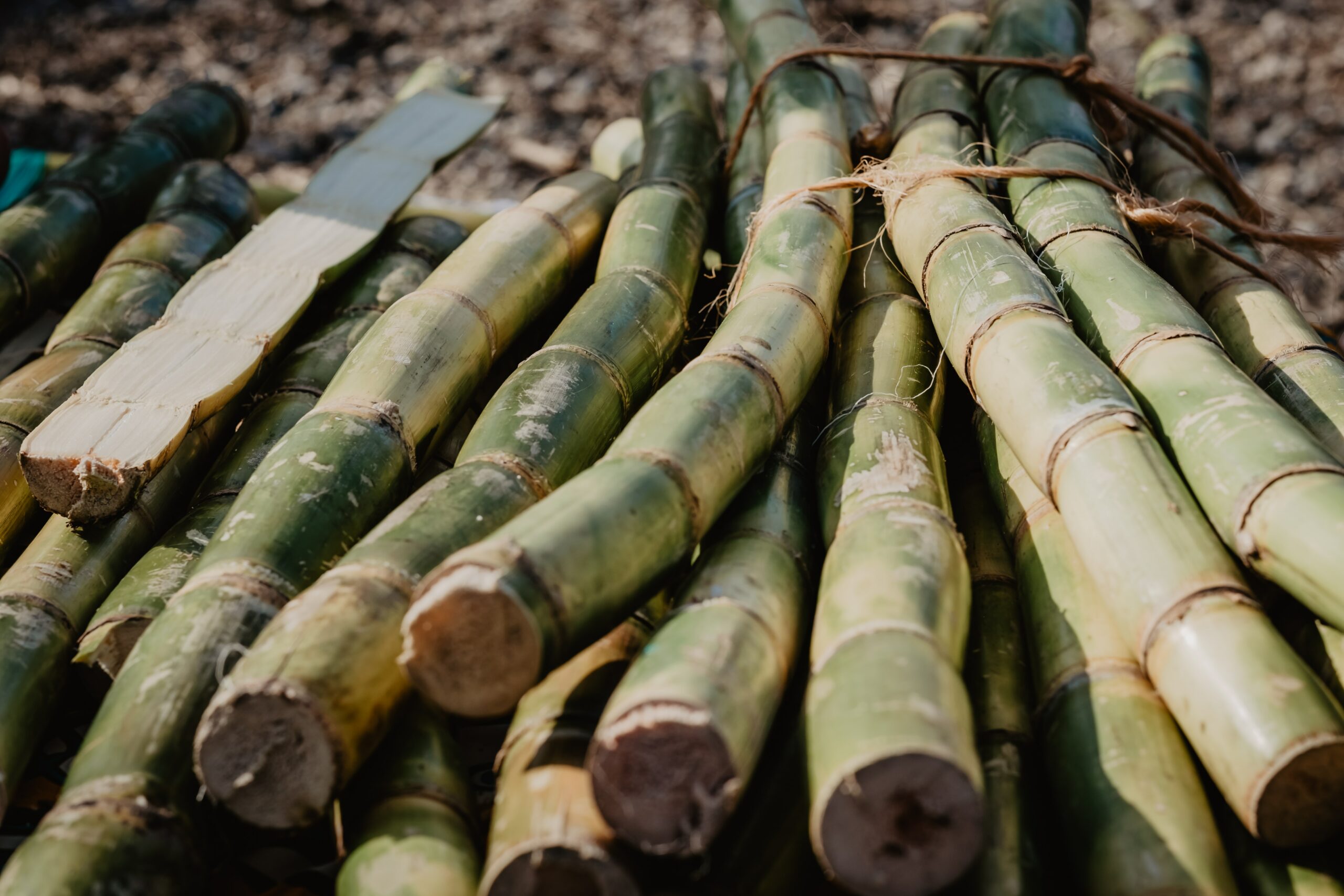 The Many Uses of Sugar Cane Qemi International