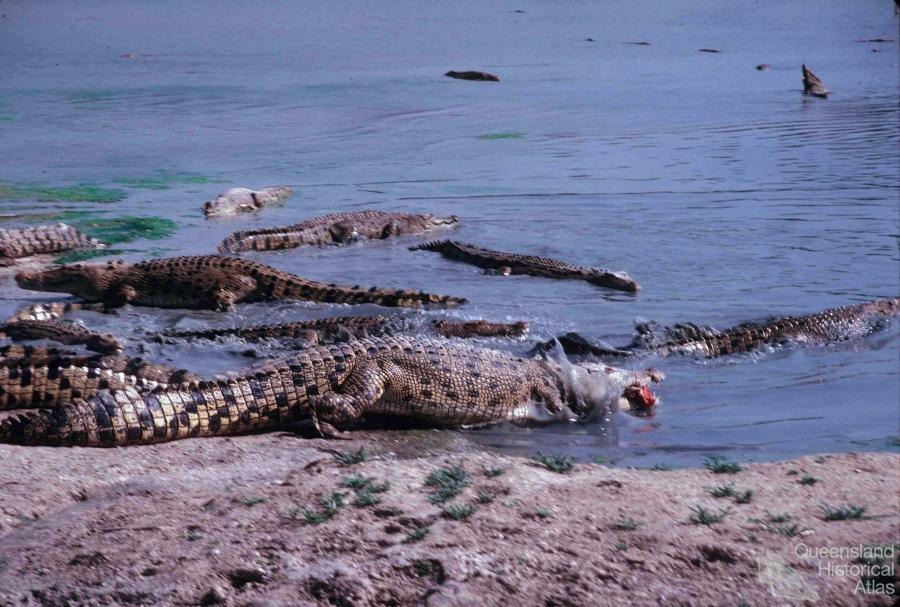 Edward River Mission (now Pormpuraaw) crocodile farm, 1990 Queensland