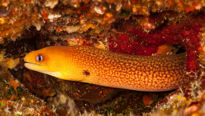 What is a young eel called? Trivia Genius