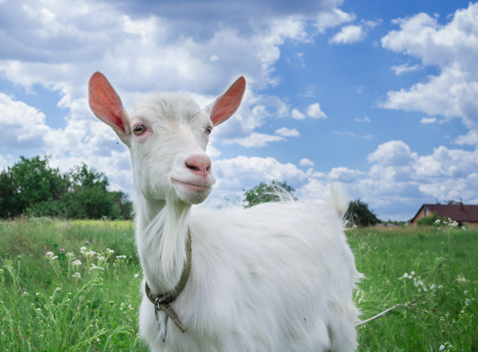 What is the term for a female goat? Trivia Genius