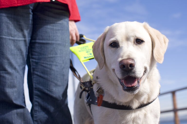 Guide Dogs Australia named ‘Most Trusted Charity’ Guide
