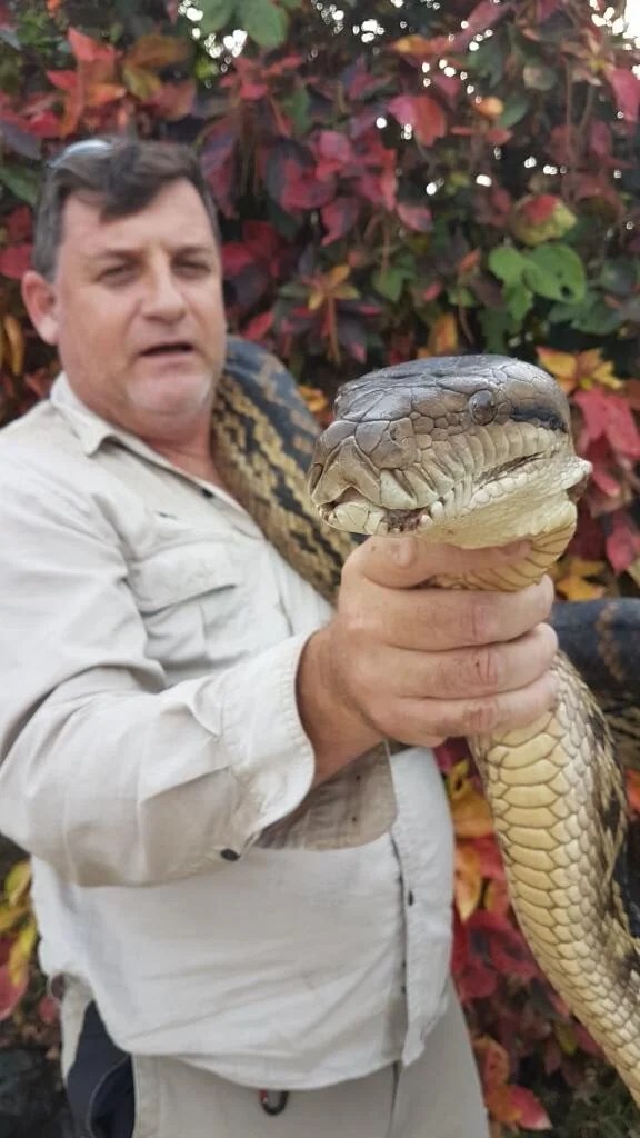 Cairns Snake Removals Ph. 0408 331 700, 24/7 Snake catcher Cairns