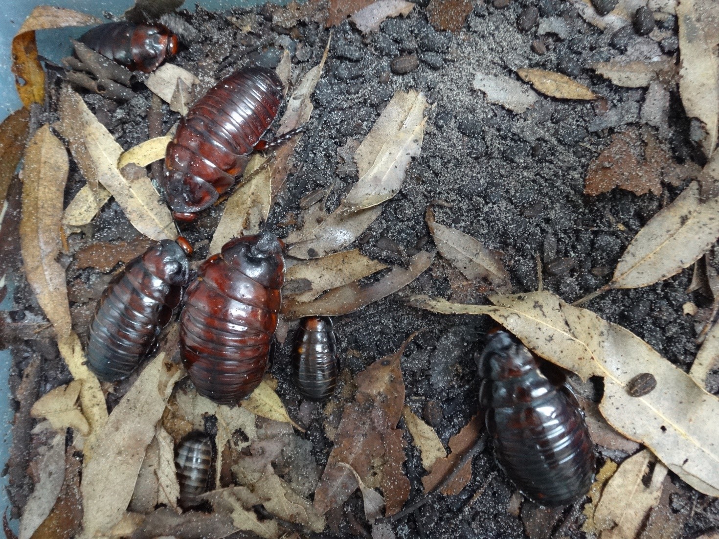 Where have all the museum insects gone? The Queensland Museum Network