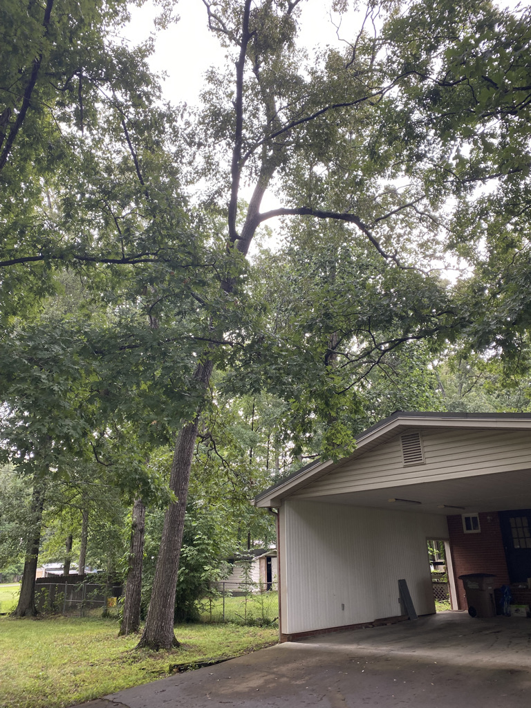 In Dalton Q&M Tree & Lawn Service