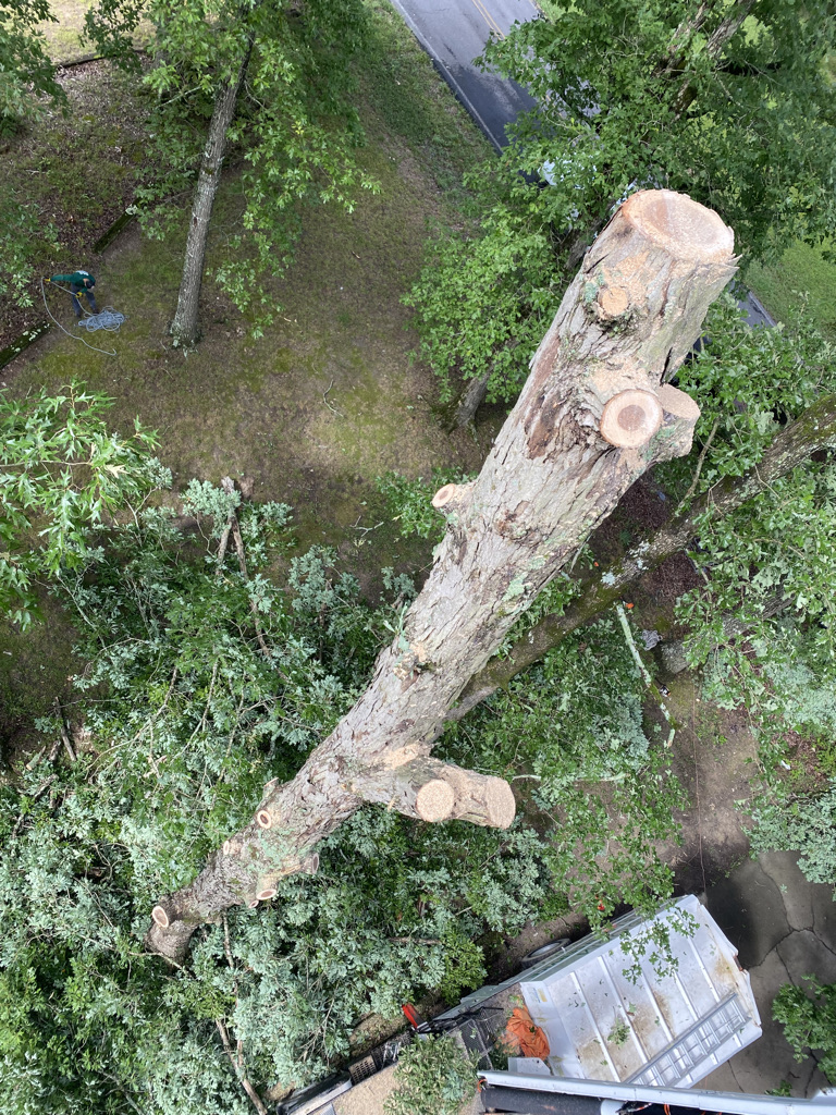 In Dalton Q&M Tree & Lawn Service